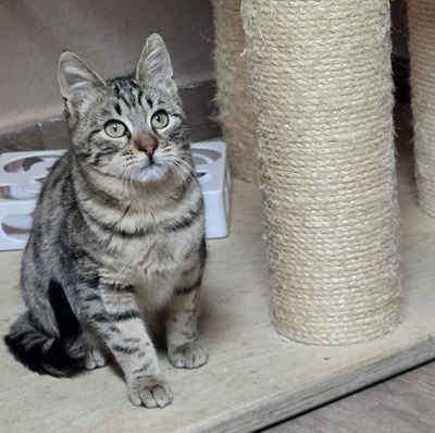 Kater Maximus möchte sich in Dein Herz schnurren, EKH Jungtier - Kater