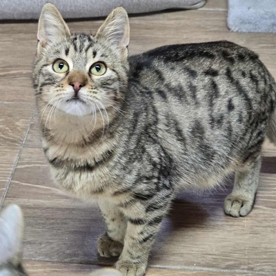 Kater Maximus möchte sich in Dein Herz schnurren, EKH Jungtier - Kater