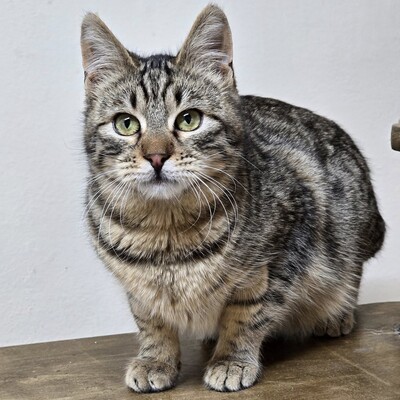 Kater Maximus möchte sich in Dein Herz schnurren, EKH Jungtier - Kater