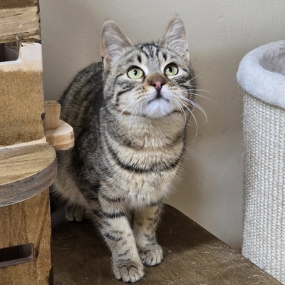 Kater Maximus möchte sich in Dein Herz schnurren, EKH Jungtier - Kater