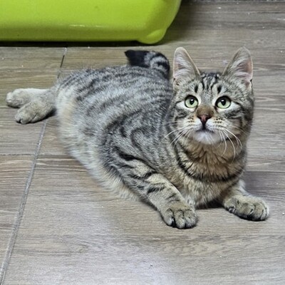 Kater Maximus möchte sich in Dein Herz schnurren, EKH Jungtier - Kater