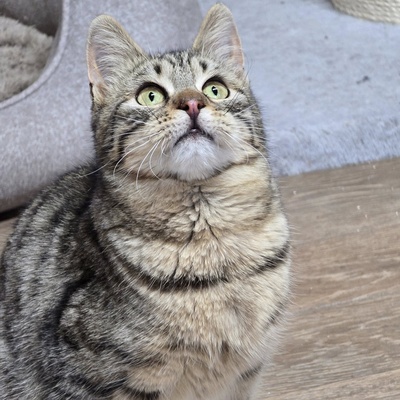 Kater Maximus möchte sich in Dein Herz schnurren, EKH Jungtier - Kater