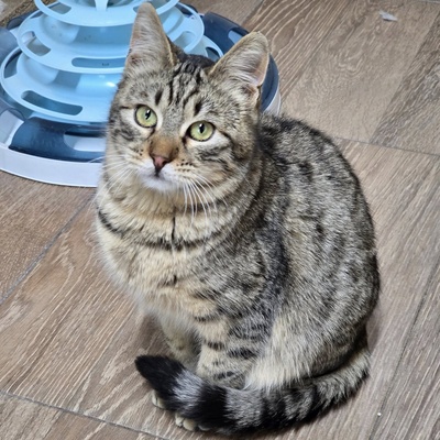 Kater Maximus möchte sich in Dein Herz schnurren, EKH Jungtier - Kater