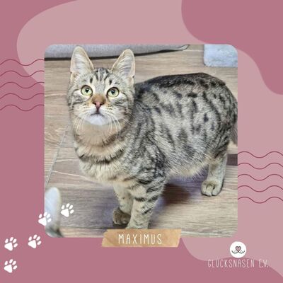 Kater Maximus wartet sehnsüchtig auf Post