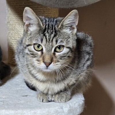 Kater Maximus wartet sehnsüchtig auf Post, EKH Jungtier - Kater