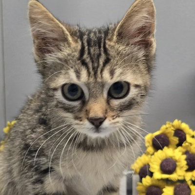 Kater Maximus wartet sehnsüchtig auf Post, EKH Jungtier - Kater