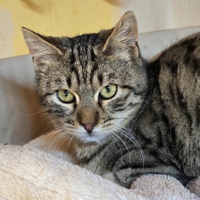 Kater Maximus wartet sehnsüchtig auf Post, EKH Jungtier - Kater