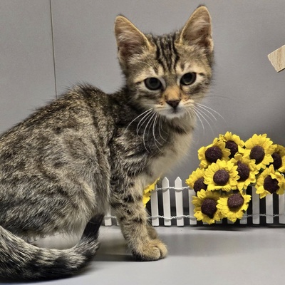 Kater Maximus wartet sehnsüchtig auf Post, EKH Jungtier - Kater