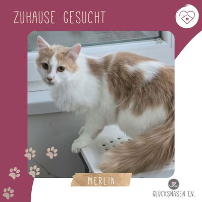 Kater Merlin sucht seine lieben Menschen
