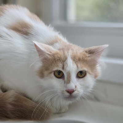 Kater Merlin sucht seine lieben Menschen, EKH - Kater