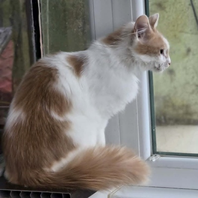 Kater Merlin sucht seine lieben Menschen, EKH - Kater