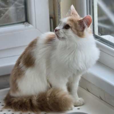 Kater Merlin sucht seine lieben Menschen, EKH - Kater