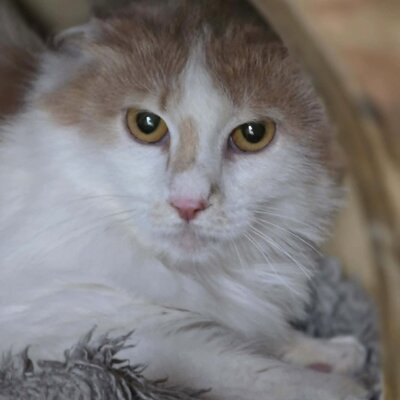 Kater Merlin sucht seine lieben Menschen, EKH - Kater