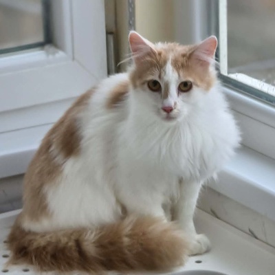 Kater Merlin sucht seine lieben Menschen, EKH - Kater