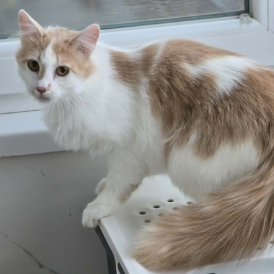 Kater Merlin sucht seine lieben Menschen, EKH - Kater