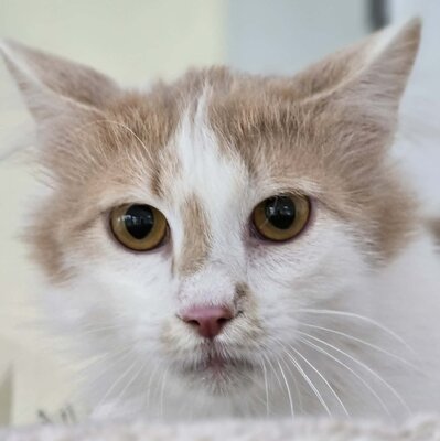 Kater Merlin sucht seine lieben Menschen, EKH - Kater
