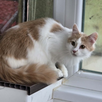Kater Merlin sucht seine lieben Menschen, EKH - Kater