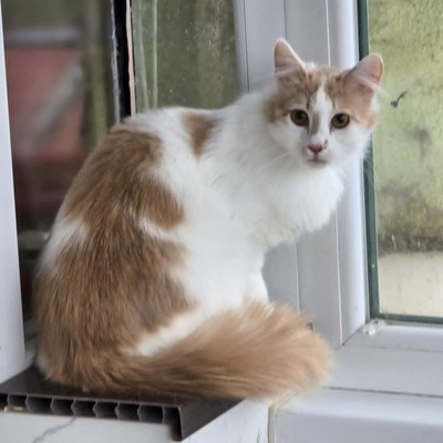 Kater Merlin sucht seine lieben Menschen, EKH - Kater