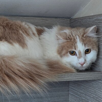 Kater Merlin sucht seine lieben Menschen, EKH - Kater