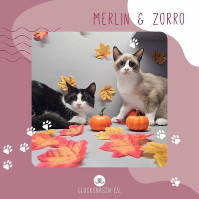 Kater Merlin und Zorro schmusen gern, EKH Jungtier - Kater