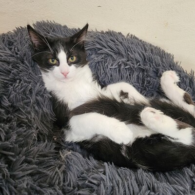 Kater Merlin und Zorro schmusen gern, EKH Jungtier - Kater