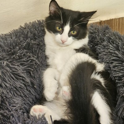 Kater Merlin und Zorro schmusen gern, EKH Jungtier - Kater