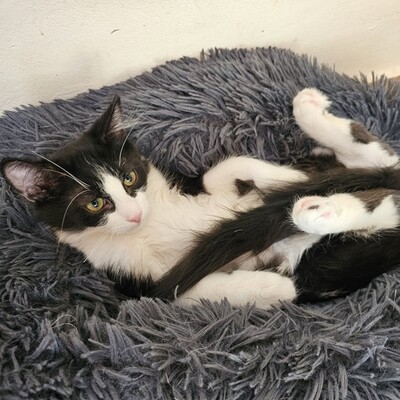 Kater Merlin und Zorro schmusen gern, EKH Jungtier - Kater