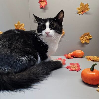 Kater Merlin und Zorro schmusen gern, EKH Jungtier - Kater