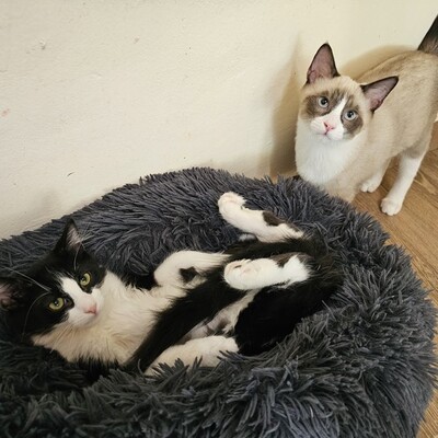 Kater Merlin und Zorro schmusen gern, EKH Jungtier - Kater