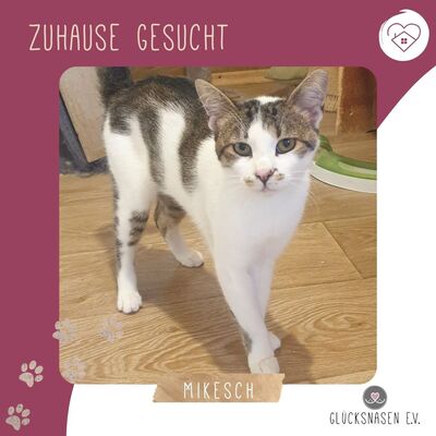 Kater Mikesch möchte so gern reisen, EKH - Kater