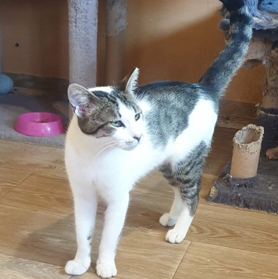 Kater Mikesch möchte so gern reisen, EKH - Kater