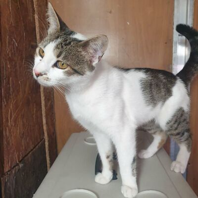 Kater Mikesch möchte so gern reisen, EKH - Kater