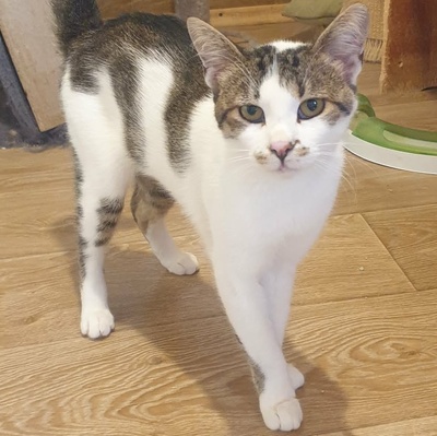 Kater Mikesch möchte so gern reisen, EKH - Kater