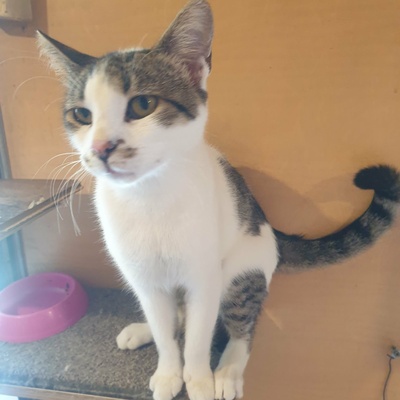 Kater Mikesch möchte so gern reisen, EKH - Kater