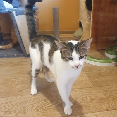 Kater Mikesch möchte so gern reisen, EKH - Kater