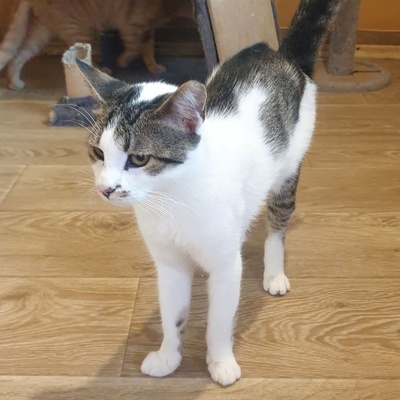 Kater Mikesch möchte so gern reisen, EKH - Kater