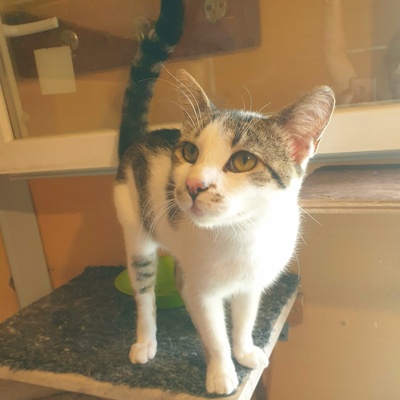 Kater Mikesch möchte so gern reisen, EKH - Kater