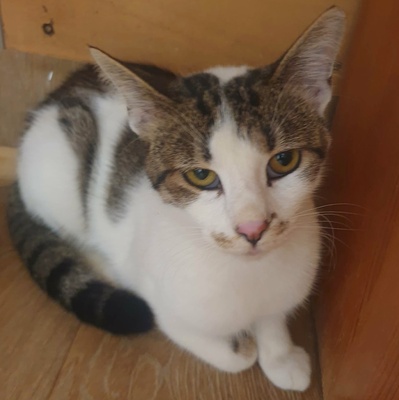 Kater Mikesch möchte so gern reisen, EKH - Kater