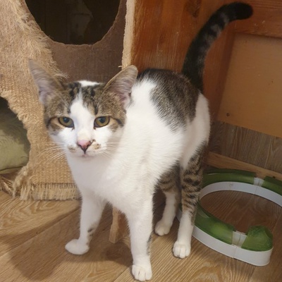 Kater Mikesch möchte so gern reisen, EKH - Kater