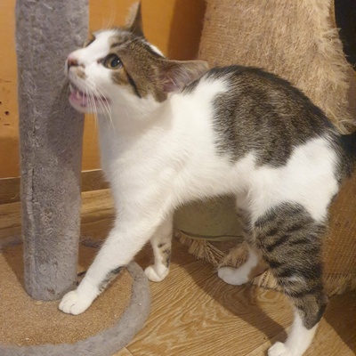 Kater Mikesch möchte so gern reisen, EKH - Kater