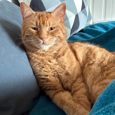 Kater Mikosch sucht sehnsüchtig nach Dir, EKH - Kater