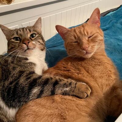 Kater Mikosch sucht sehnsüchtig nach Dir, EKH - Kater