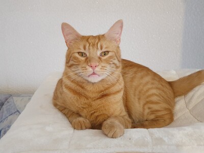 Kater Mikosch sucht sehnsüchtig nach Dir, EKH - Kater