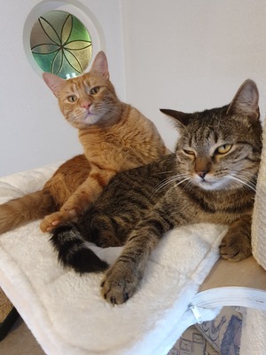 Kater Mikosch sucht sehnsüchtig nach Dir, EKH - Kater