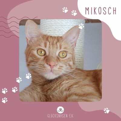 Kater Mikosch sucht sehnsüchtig sein Zuhause, EKH - Kater