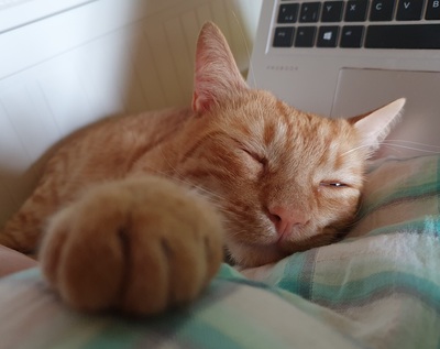 Kater Mikosch sucht sehnsüchtig sein Zuhause, EKH - Kater