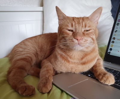 Kater Mikosch sucht sehnsüchtig sein Zuhause, EKH - Kater