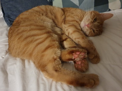 Kater Mikosch sucht sehnsüchtig sein Zuhause, EKH - Kater