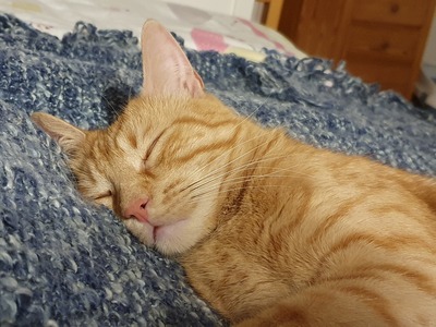 Kater Mikosch sucht sehnsüchtig sein Zuhause, EKH - Kater