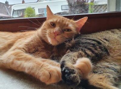 Kater Mikosch sucht sehnsüchtig sein Zuhause, EKH - Kater